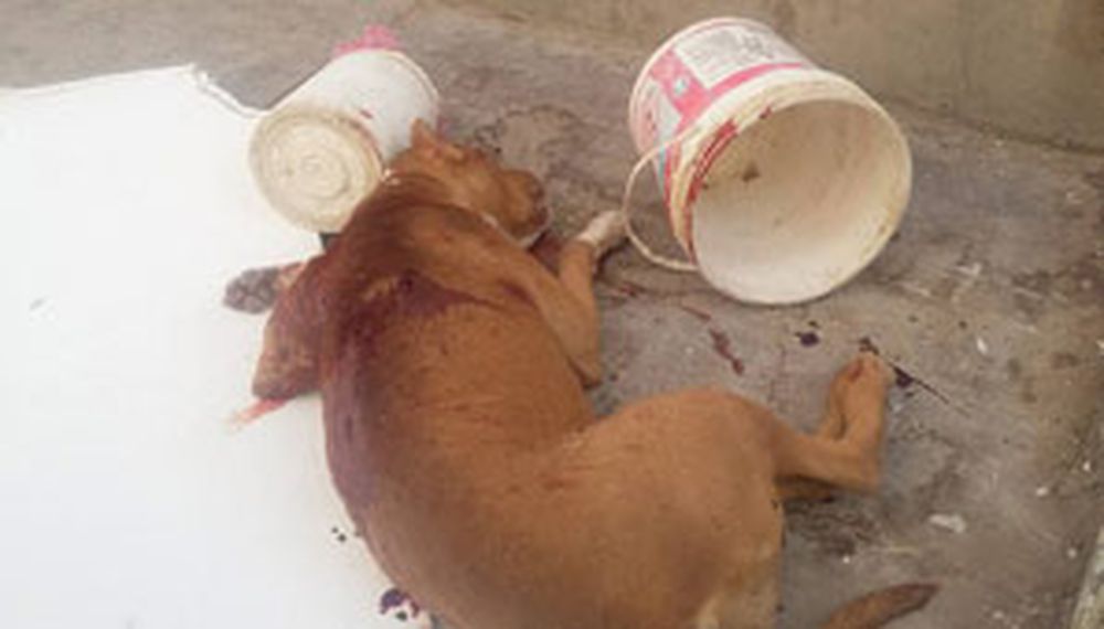 Por defender a su perro, apuñaló a un pitbull y encendió la polémica
