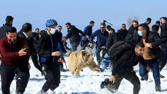 [VIDEO] Un grupo de osos atacó a una multitud de personas cuando eran liberados