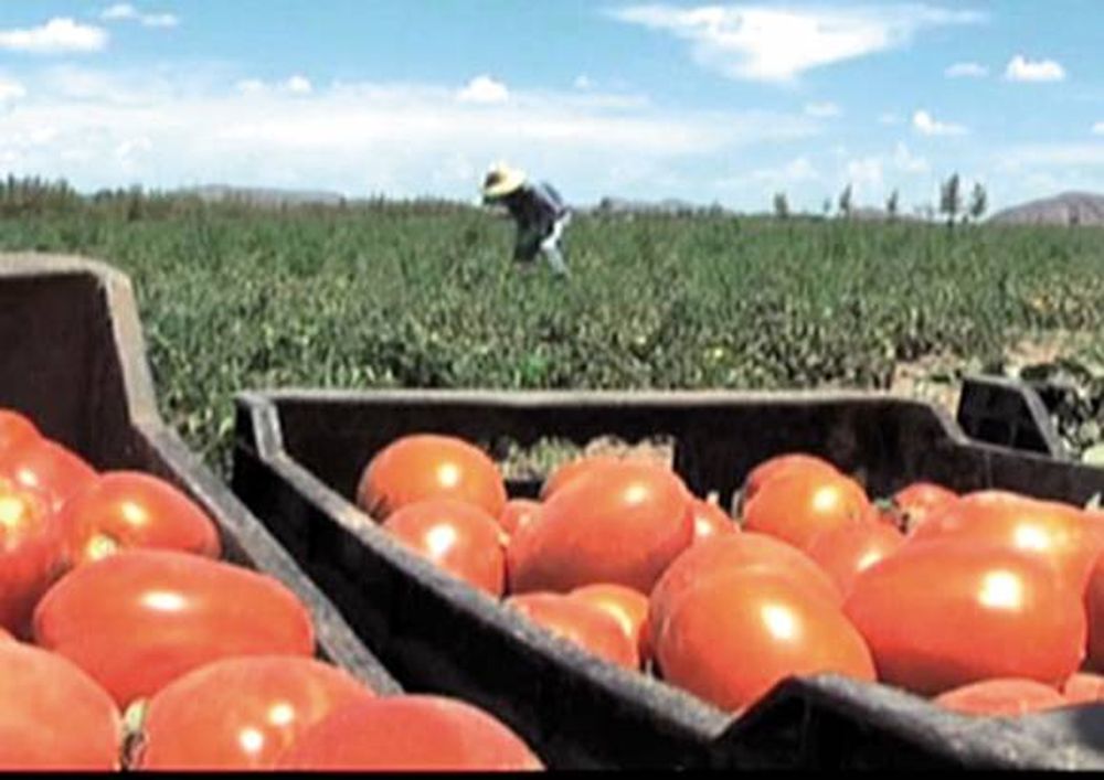 Tomates de película