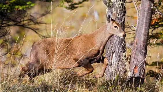 Aseguran que hasta la mitad de las especies podría desaparecer para 2050: así impactaría en los humanos