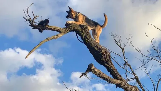 Un perro quedó en la cima de un árbol al perseguir a un gato