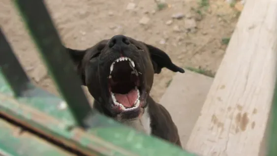 El seguro, un freno para poder acceder al chipeo gratuito de los perros peligrosos