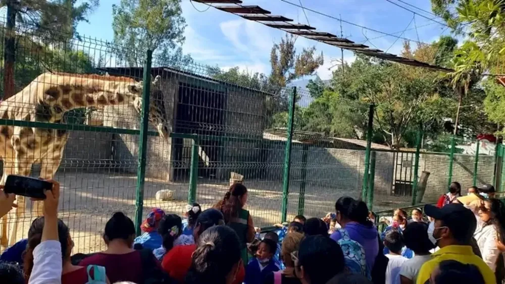Echaron al jefe de un zoológico por cocinar animales para la cena de fin de año