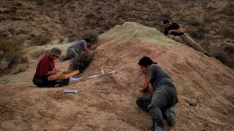 Después de mostrar el fondo del mar, el CONICET ahora transmite en vivo la búsqueda de fósiles de un nuevo dinosaurio