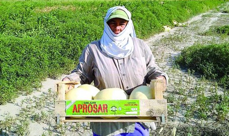La experiencia de Aprosar, con los melones de Media Agua