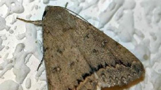 Cuatro sencillos trucos para eliminar las polillas de tu armario