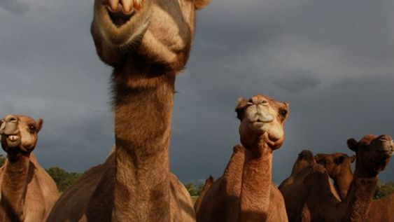 Sacrifican hasta 10.000 camellos