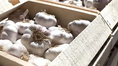 Robó dos cajones repletos de ajo y por reincidente pagará con 3 meses de cárcel
