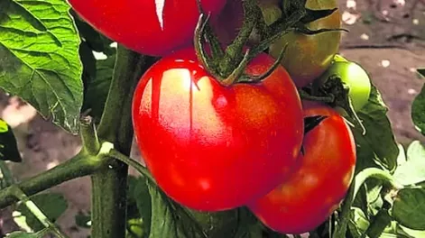 Expo Hortícola: la unión que busca incrementar la fuerza