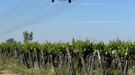 Culminó con éxito la aplicación aérea contra la polilla de la vid en los departamentos vitivinícolas