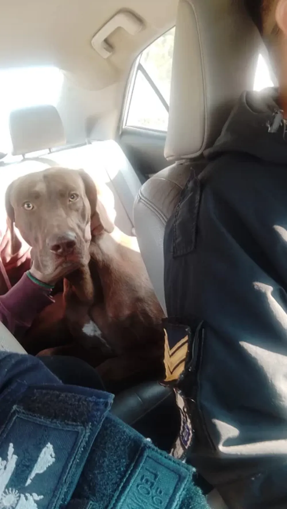 Robaron un perro en Rivadavia y la Policía lo recuperó en la Villa Chacabuco