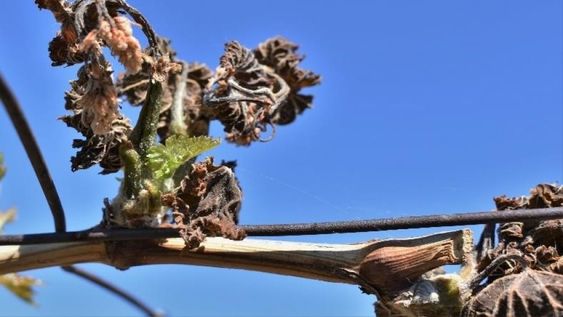 La vid es, hasta ahora, el cultivo más golpeado por las heladas: el sector privado estima pérdidas de entre el 50% y el 70% en algunas fincas.