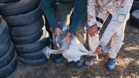 Detuvieron a un joven por la caza de dos avestruces y le secuestraron boleadoras y cuchillos