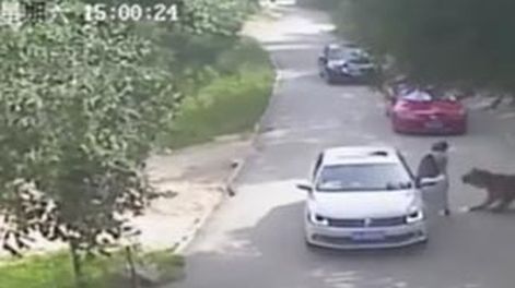 Video: una mujer discutió con otra, bajó del auto y un tigre la mató