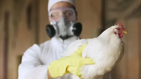 Confirmaron un caso de gripe aviar en la Argentina y declaran la emergencia sanitaria