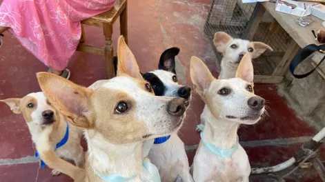 Los perros saben reconocer si una persona es mala