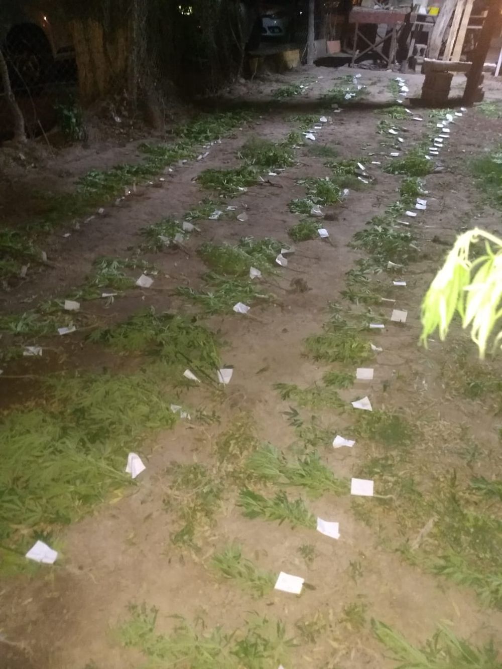Consumió marihuana y se amputó los genitales tras sufrir un brote psicótico