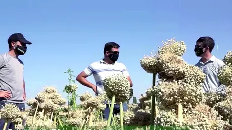 Biotecnología para altos rendimientos