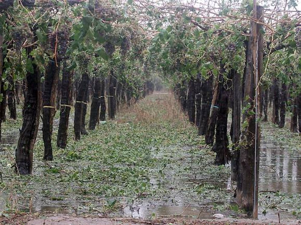 Las granizadas ya dañaron el 3,4% del total de cultivos