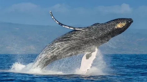 Aseguran que los mares están más calmos y las ballenas pueden comunicarse mejor