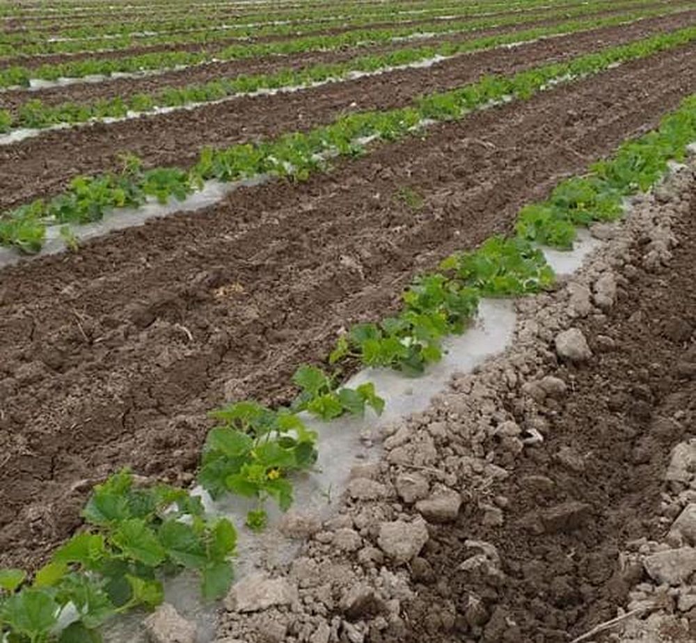 Concurso fotográfico melón de San Juan