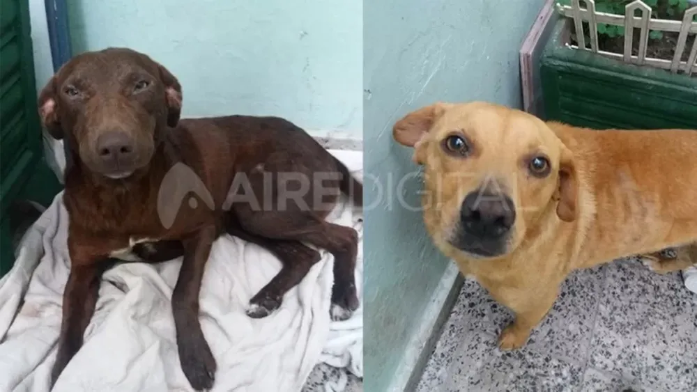 Un hombre violó a dos perros porque le molestaban sus ladridos