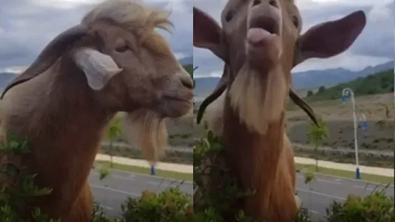 La desopilante conversación entre un granjero y su cabra