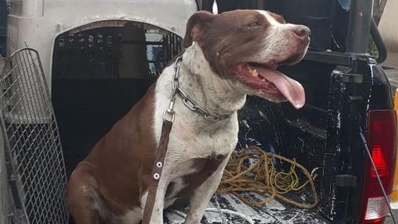 El increíble cambio del “perro de piedra”