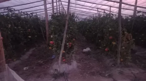 Dos detenidos por robar tomates y ajos en distintas fincas