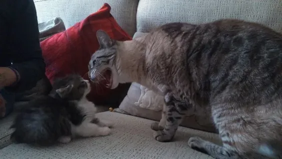 Resuelto el misterio del mal carácter de algunos gatos