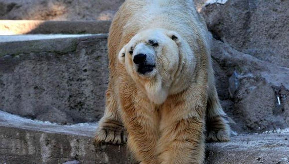 El oso Arturo está en peligro