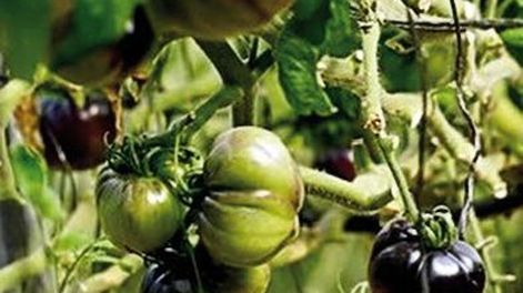 Gran demanda de tomates tradicionales