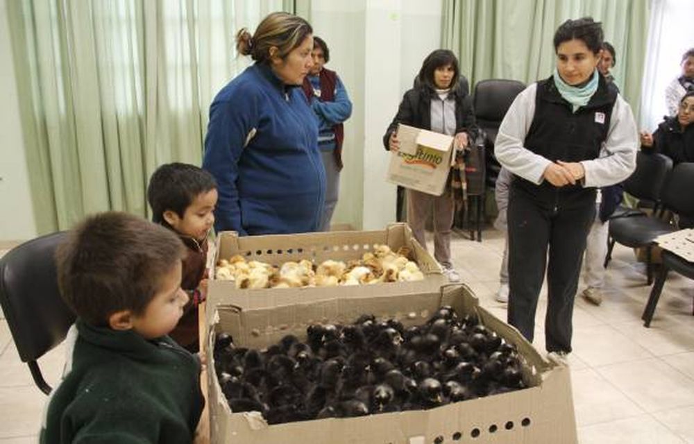 INTA: ahora dan pollitos para poder paliar la crisis