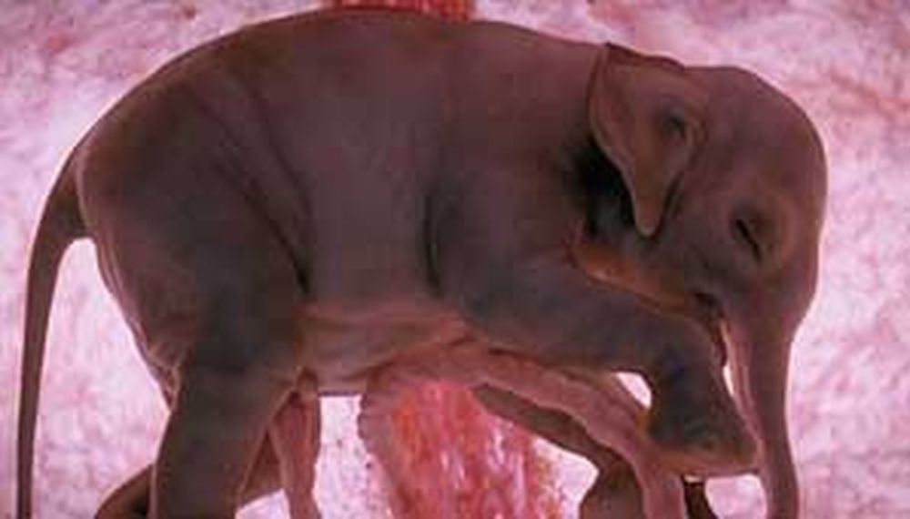 Animales en gestación