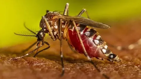 Detectaron dos casos de Chikungunya en Corrientes
