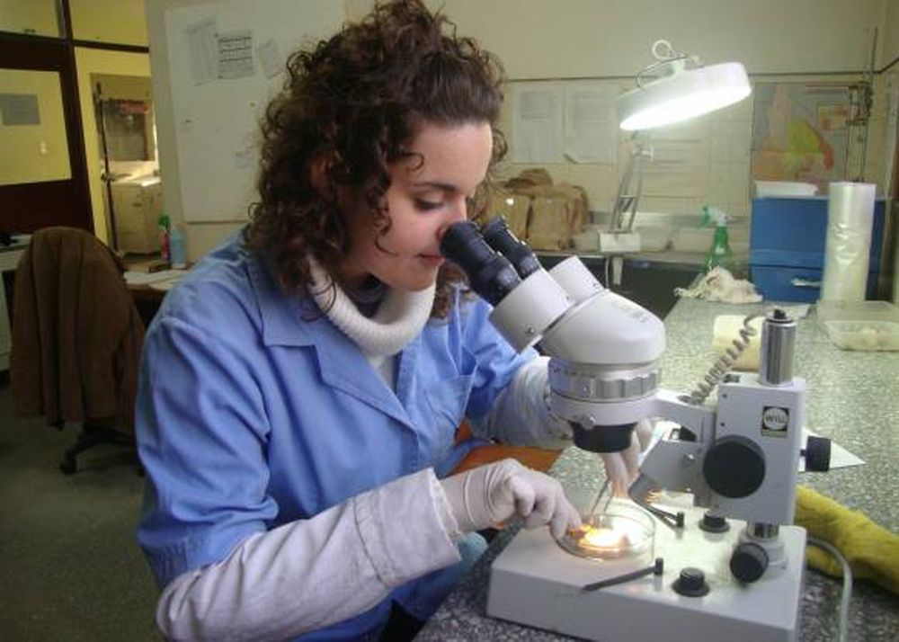 Semillas: desde San Juan  certificarán para exportar