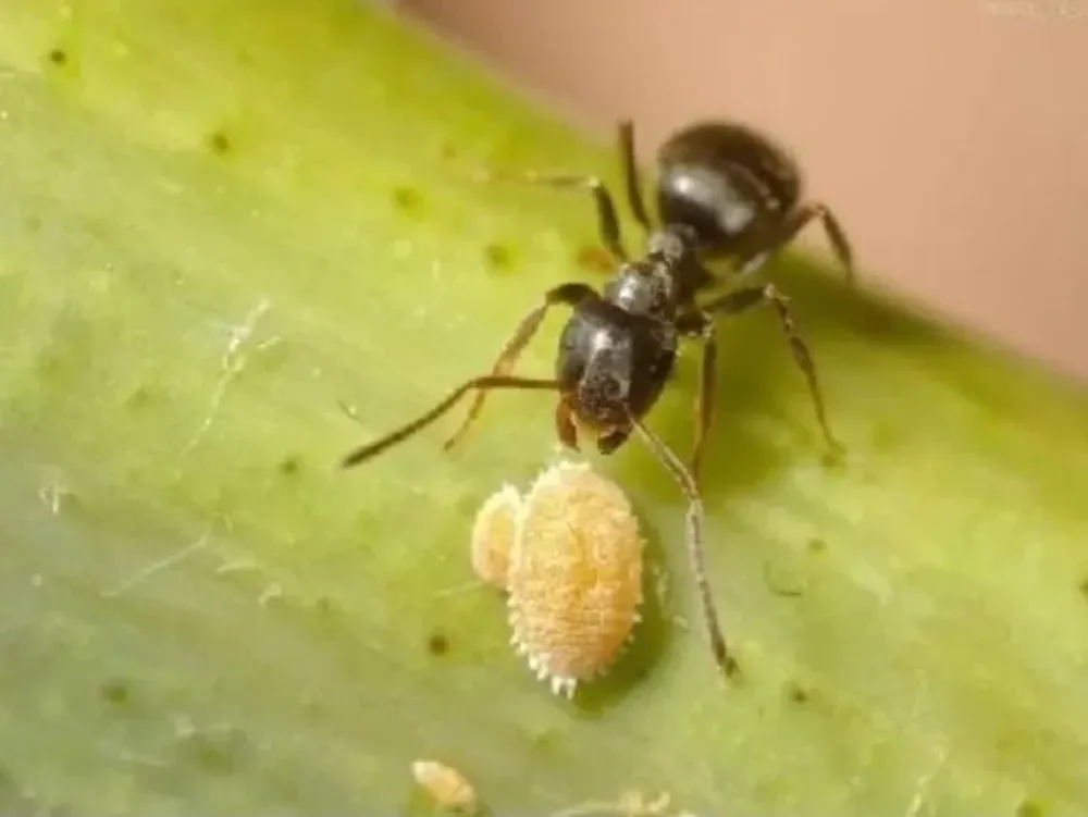 Virus de la vid