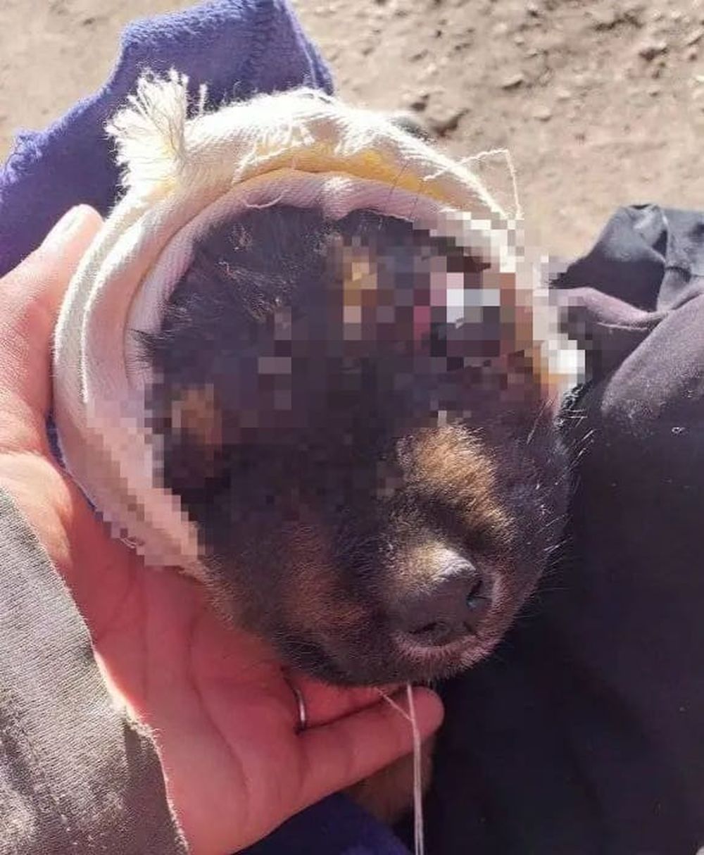 Denuncian nuevo caso de crueldad animal: hallaron un perro con el ojo casi salido y una fuerte infección