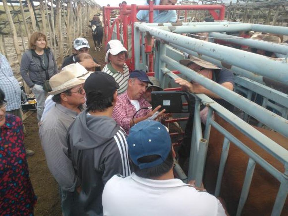 En Bella Vista, buscan mejorar alimentación, genética y ventas