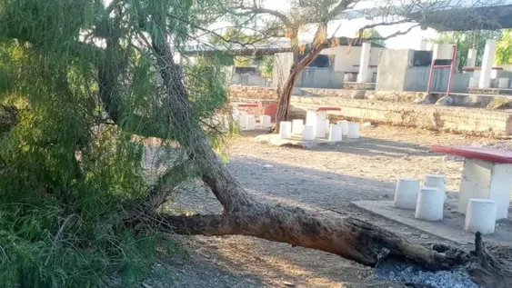 Por hacer asado, están devastando la forestación en la Difunta Correa