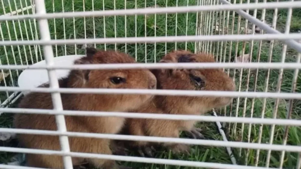 Rescatan carpinchos bebés que estaban a punto de convertirse en milanesas de capibara