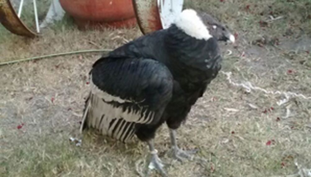 Encontraron un cóndor andino en Santa Lucía