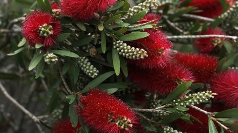 callistemon o limpiatubos: el arbolito de flores rojo fuego que llena de vida el jardin