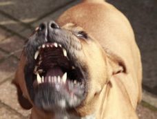 Los pitbull son una raza denominada potencialmente peligrosa. Los pitbull son una raza denominada potencialmente peligrosa.