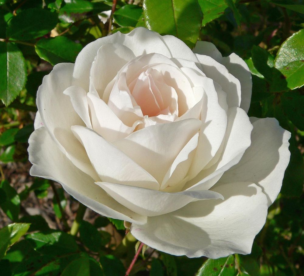 Rosal Iceberg