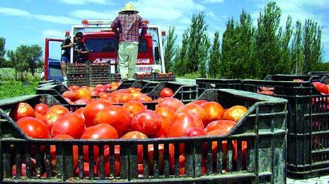 Buenas y malas de la campaña de tomates para conserveras