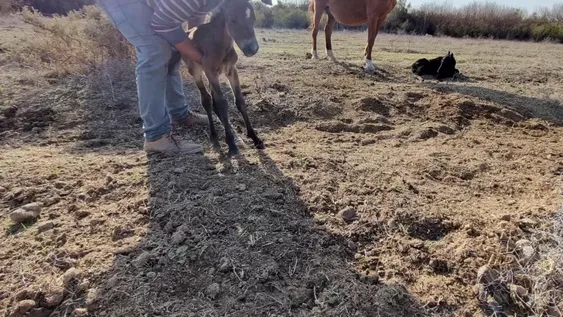 Sorpresa en Sarmiento: una yegua parió dos crías gemelas