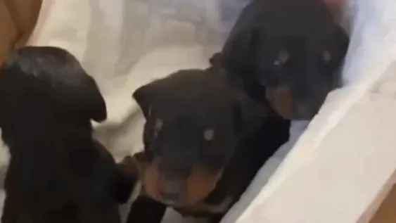 Turquía: rescatan a una perra y tres cachorros recién nacidos a un mes de sismo