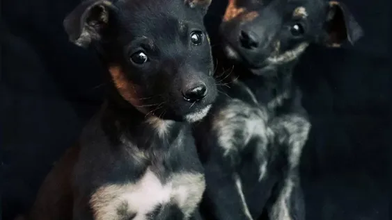 “Miradas”, el proyecto que busca mostrar el lado más tierno de los callejeros para hallarles hogar