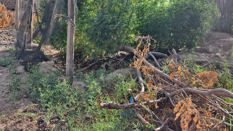 Secuestraron 17 plantas de marihuana en Rawson.